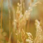 承認って、照れくさい？