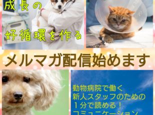 新人獣医師や動物看護師向け限定！メルマガ開始