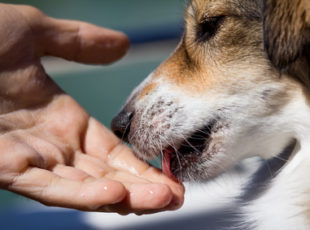 動物病院から見える風景